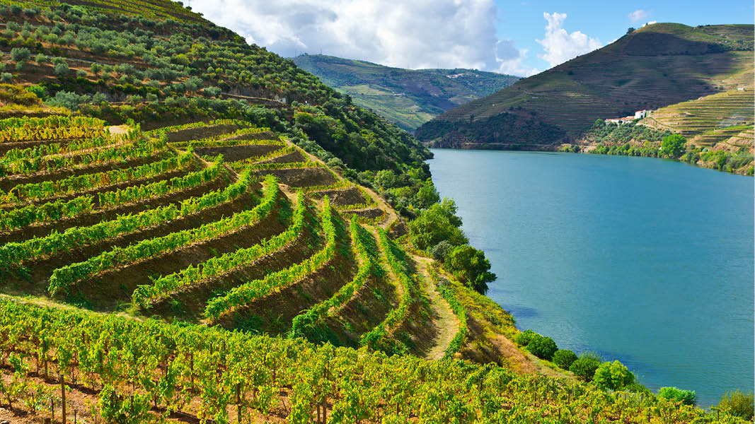 Vinodlingar i Dourodalen i Portugal